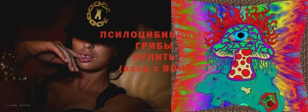 индика Белокуриха